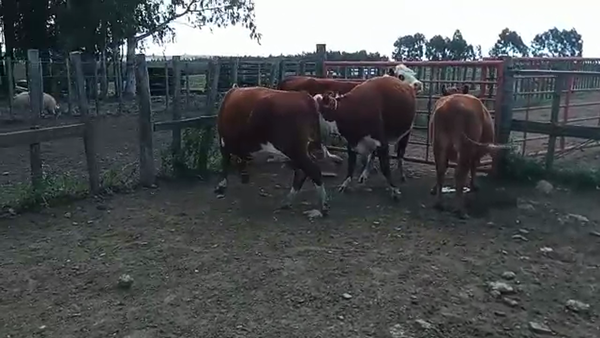 Lote 4 Vacas de Invernada HEREFORD Y ANGUS 500kg - , San José
