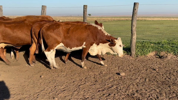 Lote 11 Vacas p/ invernar