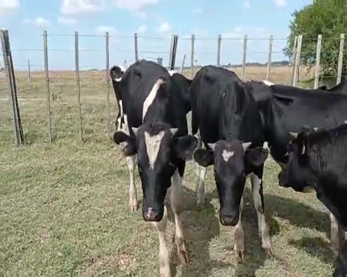 Lote 20 Terneros HOLANDO 230kg - , San José