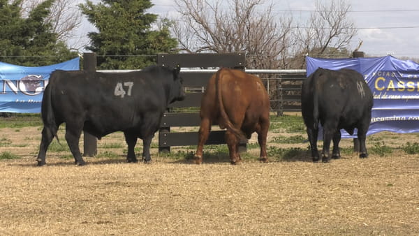 Lote TOROS ANGUS PUROS CONTROLADOS