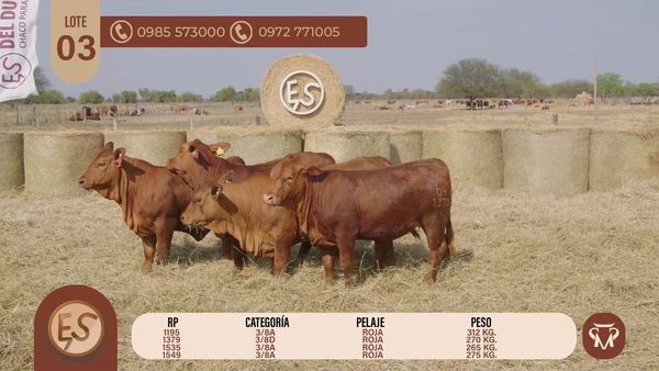 Lote TERNERAS BRANGUS CBO 5
