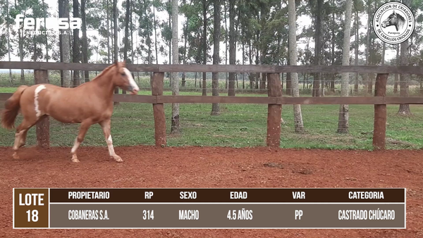 Lote LOTE 18 DE CAMPO