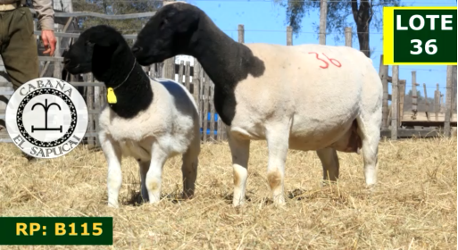 Lote OVINOS HEMBRAS 36