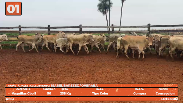 Lote LOTE 1