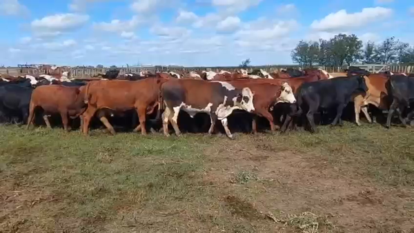 Lote 104 Novillitos