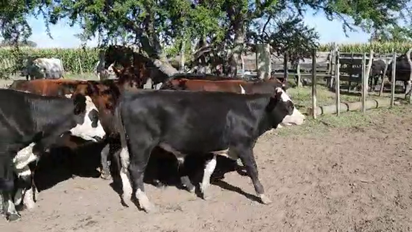 Lote Terneros Cruza Angus