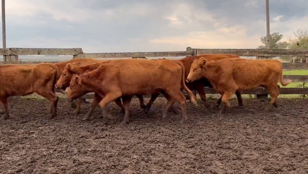Lote Vacas de Invernada