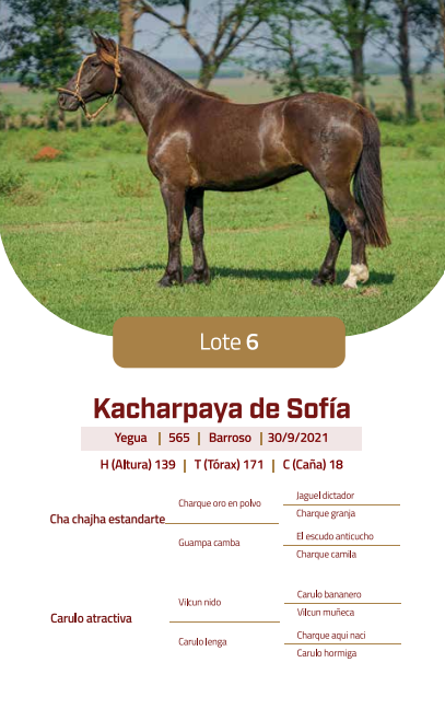 Lote LOTE 6