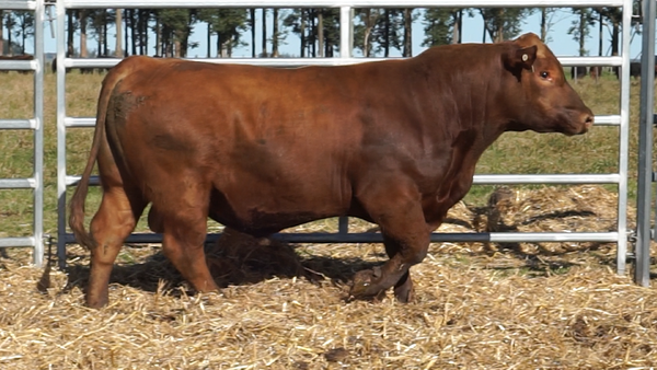 Lote 3 Toros, Artigas