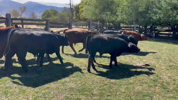 Lote 19 Ternero en Coyhaique, XI Región Aysén