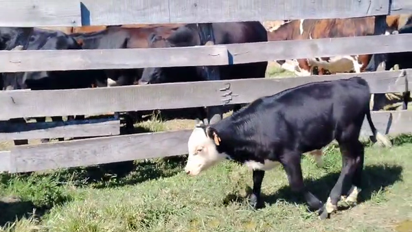 Lote 6 Piezas de cría, San José