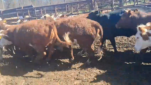 Lote 20 Vaquilla Gorda en Los Ángeles, VIII Región Biobío