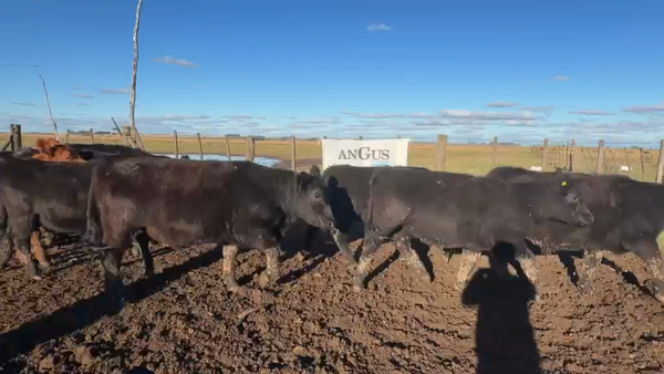 Lote 60 Novillitos y vaquillonas en Laprida