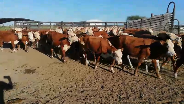 Lote 70 Terneras en Federal, Entre Ríos