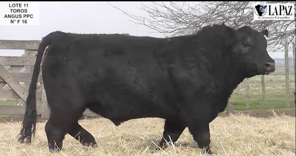 Lote TOROS PUROS POR CRUZA