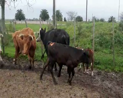 Lote 28 Ovejas piezas de cría CRUZAS ANGUS HEREFORD NORMANDO 360kg - , San José