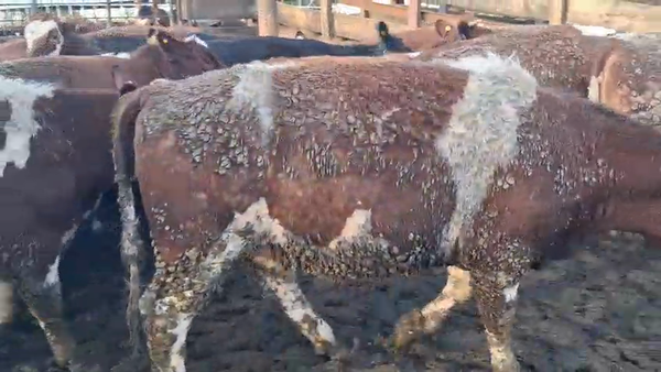Lote 20 Vaquilla Gorda en Los Ángeles, VIII Región Biobío