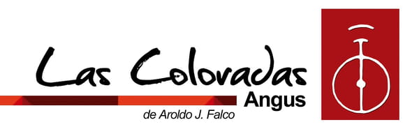 Lote VAQUILLONAS PC PREÑADAS ANGUS