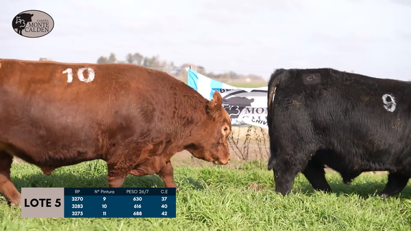 Lote Toros Puro controlado