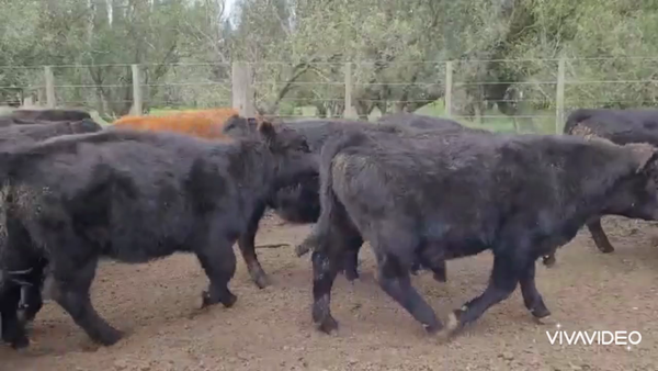 Lote 66 Terneros/as en Coronel Pringles, Buenos Aires