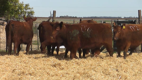 Lote VAQUILLONAS COLORADAS PREÑADAS