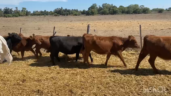 Lote 27 Terneras en Brandsen, Buenos Aires