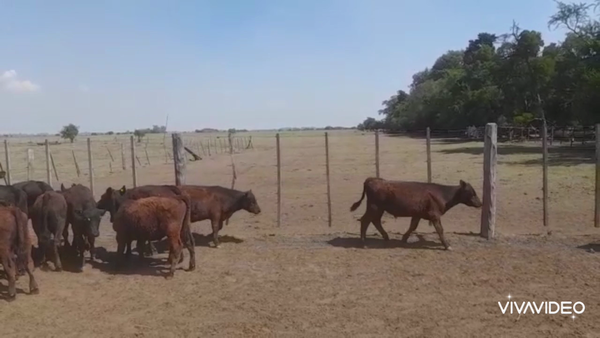 Lote 65 Terneros en La Plata, Buenos Aires