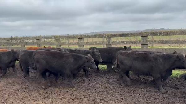Lote 218 Novillitos en Buenos Aires, Gral. Lamadrid