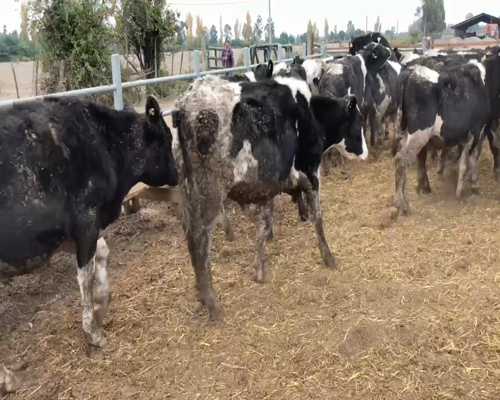 Lote 52 Novillo Engorda en Chillán, XVI Región Ñuble