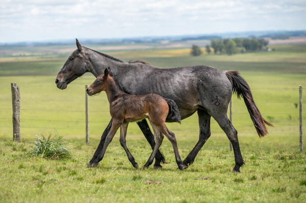 Lote APUESTA EL TACUARAL