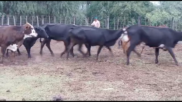 Lote 35 Vacas de invernar en Suncho Corral, Santiago del Estero