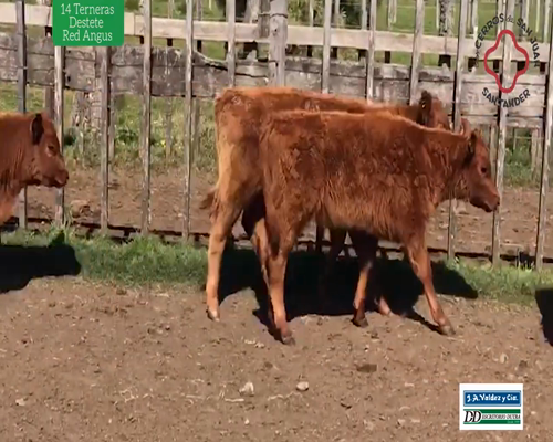 Lote 14 Terneras Destete Red Angus
