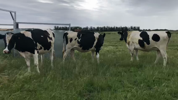 Lote 3 Vaquillonas  Holando 450kg -  en Carreton