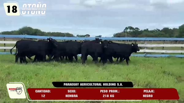 Lote LOTE 18