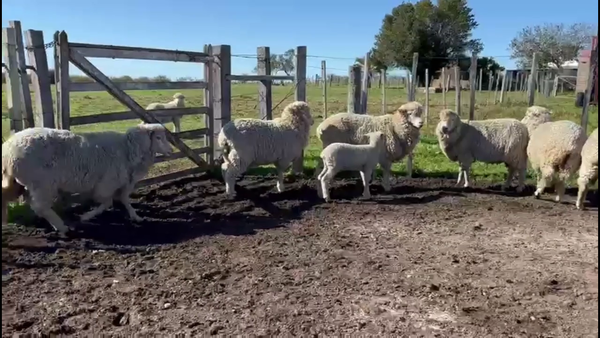 Lote OVEJAS