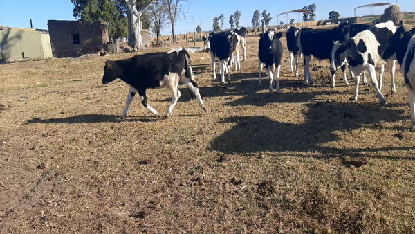 Lote 12 Terneros en Sunchales, Santa Fe