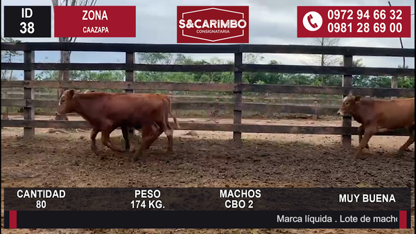 Lote TERNEROS CBO 2