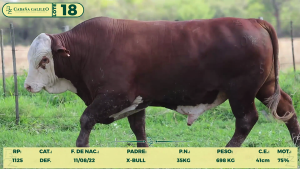Lote LOTE 18