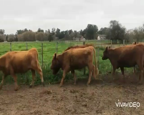 Lote 56 Terneras en Navarro, Buenos Aires