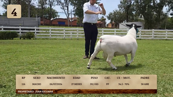 Lote LOTE 4