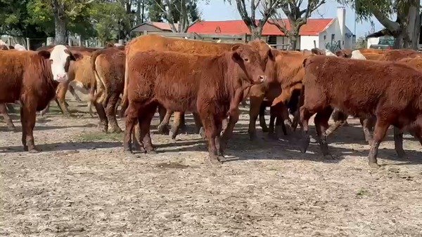 Lote 60 Terneras
