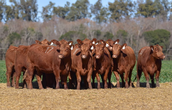 Lote VAQUILLONA ANGUS PC PRIMAVERA