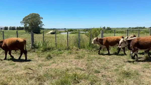Lote TERNEROS Y TERNERAS