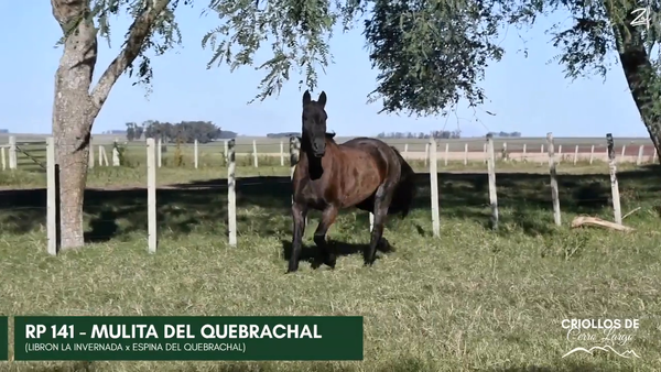 Lote MULITA DEL QUEBRACHAL