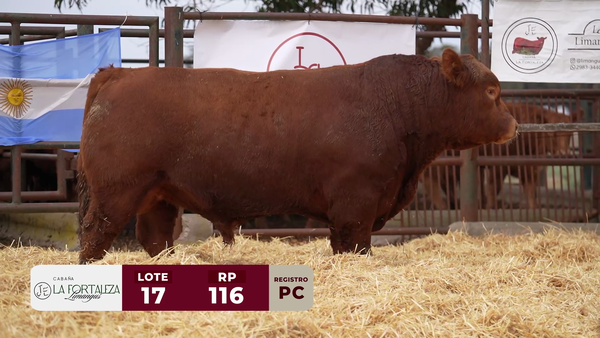 Lote TORO PC