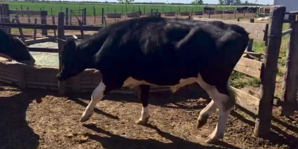 Lote 20 Novillos en Pte. Roca, Santa Fe