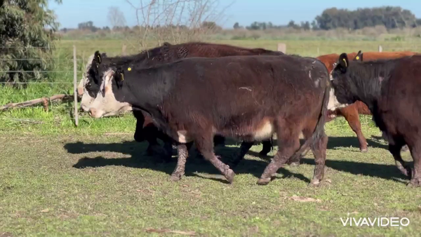 Lote 42 Vacas medio uso C/ cria