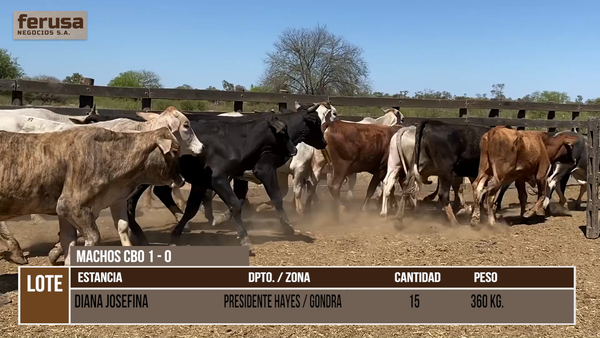 Lote LOTE 10 - 15 MACHOS CBO 0 - 1