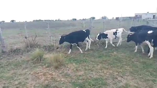 Lote Terneros Hol 9
