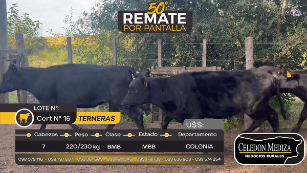 Lote 7 Terneras en Tarariras, Colonia